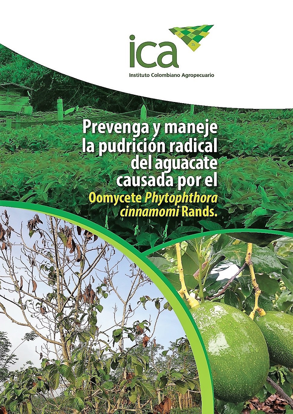 Imagen de Prevenga y maneje la pudrición del aguacate causada por el Oomycete Phytophthora cinnamomi Rands.
