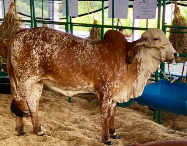 En el Vichada, el ICA realiza evaluación del II ciclo de vacunación contra la fiebre aftosa y la brucelosis bovina 