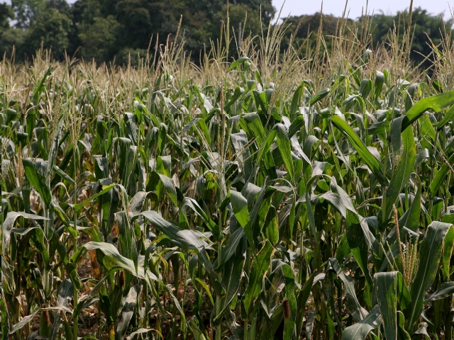 Cultivo de maíz