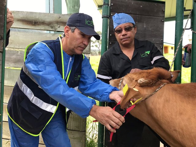 En la estación de cuarentena San Jorge, el ICA protege la sanidad animal del país