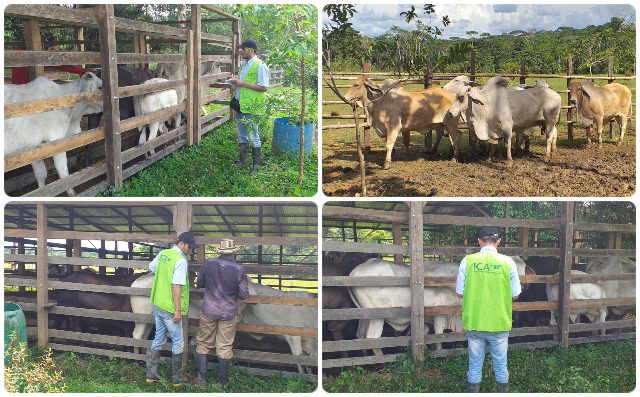 En Vaupés, el ICA supervisa el desarrollo del segundo ciclo de vacunación contra la fiebre aftosa y la brucelosis bovina