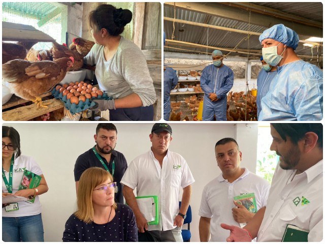 Entrenamiento en granjas avícolas. 