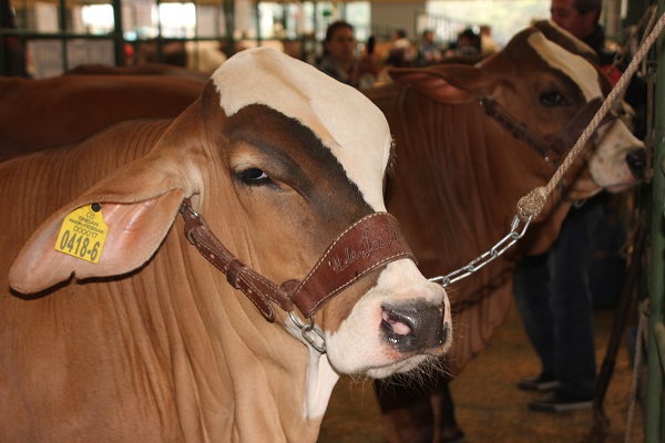 El ICA fija medidas sanitarias y fitosanitarias para AGROEXPO 2015