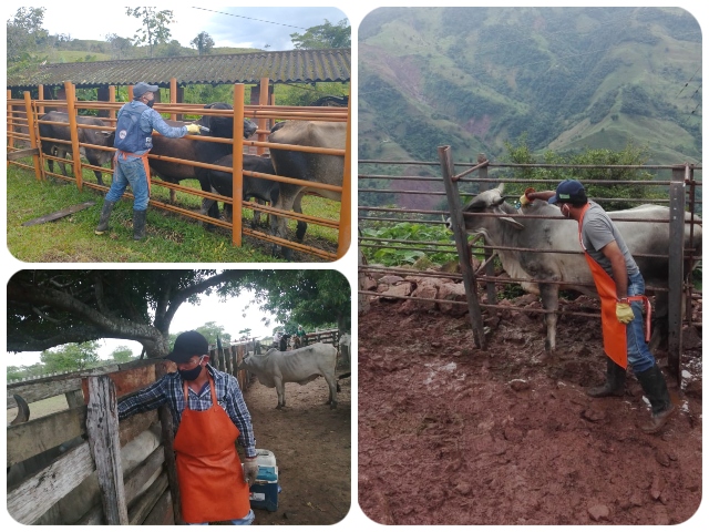 Inicio I ciclo de vacunación