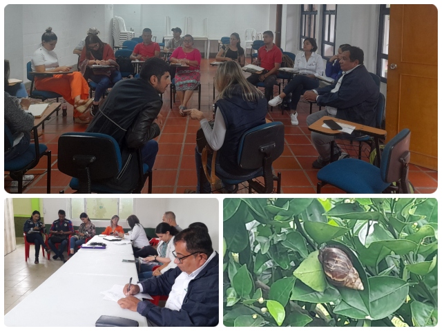 Control y manejo del caracol gigante africano en el Quindío