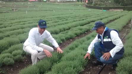 El ICA realizó inspección vigilancia y control en cultivos de hierbas aromáticas