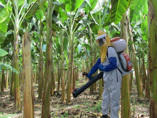 Productores de plátano y banano del Eje Cafetero avanzan en el control de la mosca blanca espiral. 