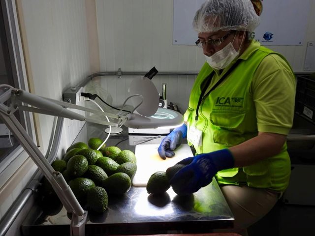 aguacate-2.jpg aguacate-2.jpg