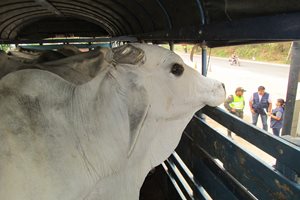 Fotos_Casanare-3-1.JPG