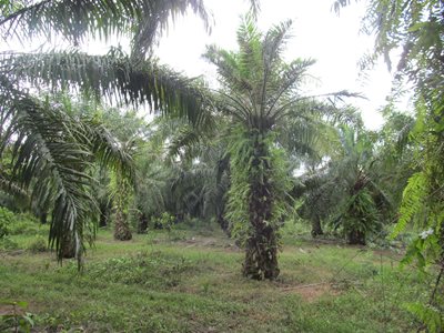 Predios-palmeros-3.JPG