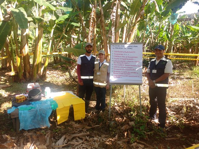 Gran alianza estratégica en el Valle del Cauca para el manejo integrado de plagas y enfermedades del plátano y el banano 