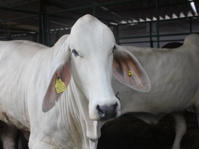 MinAgricultura levanta la cuarentena por fiebre aftosa en el Cesar