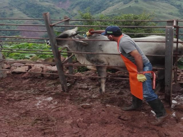 Cobertura de vacunación contra fiebre aftosa del 98,4 % consolida aún más el estatus sanitario de Colombia