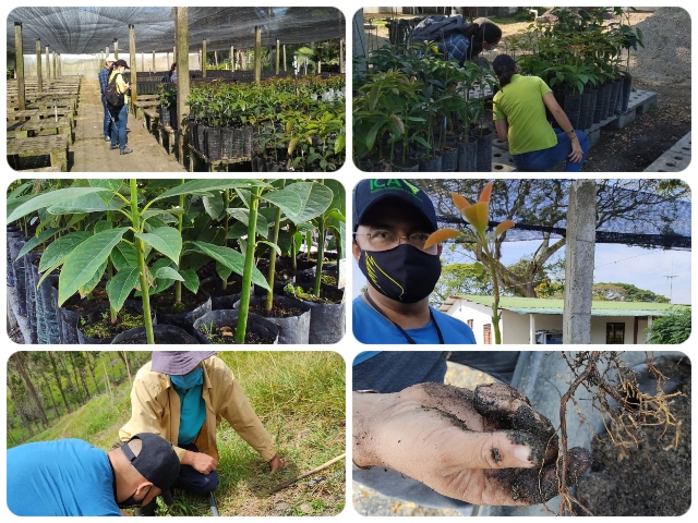 El ICA trabaja por la sanidad agrícola del Valle del Cauca
