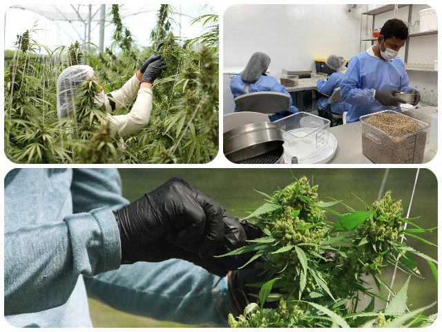 Colombia realiza primera exportación de semillas de Cannabis hacia Argentina