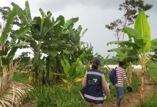 El ICA hace control y erradicación de la enfermedad del moko del plátano en Guainía