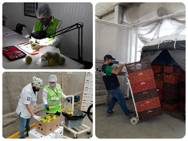 Inspección de naranjas valencia con destino a Puerto Rico.