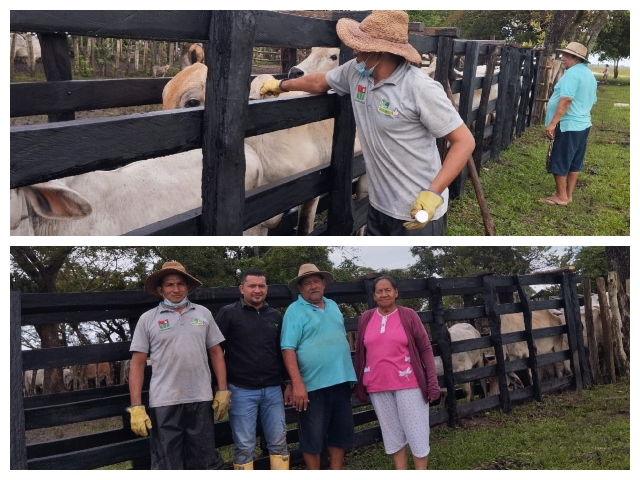 En Arauca, el ICA supervisó la vacunación contra la fiebre aftosa y la brucelosis bovina