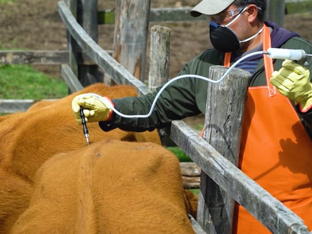 El segundo ciclo de vacunación contra fiebre aftosa cierra con cifras preliminares altas.