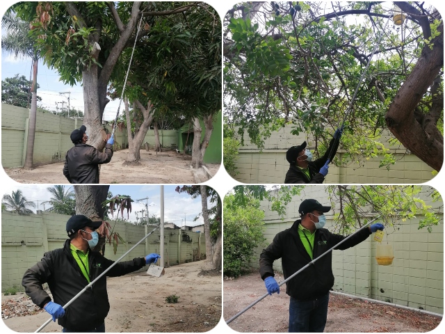 Monitero mosca de la fruta