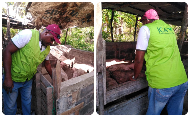 El ICA y los productores de San Andrés, Providencia y Santa Catalina, protegen la producción porcícola de las Islas 