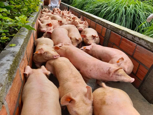 inicio de exportacion de carne de cerdo y derivados a Singapur