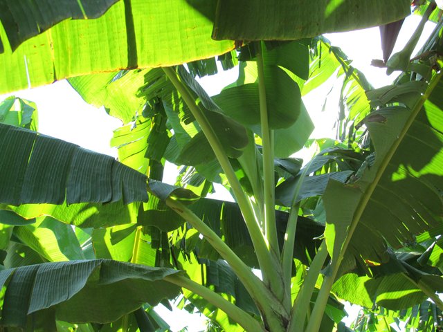 El ICA capacitó a productores de plátano en Puerto Guzmán