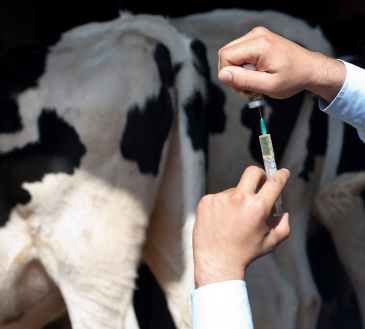 El ICA puso en consulta pública resolución que prohíbe el arsénico en alimentos para animales y medicamentos veterinarios 