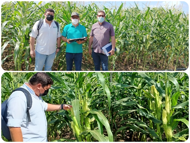 El ICA supervisó las pruebas de evaluación agronómica en Córdoba 