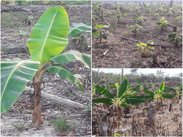 El ICA realiza seguimiento a cultivos afectados por las inundaciones en el Guainía