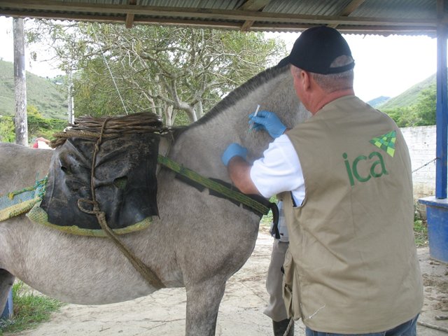 El ICA ataca con vacunación la encefalitis equina venezolana en el Valle del Cauca 