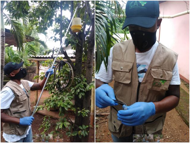 En San Andrés, el ICA vigila las rutas de trampeo para moscas de la fruta 