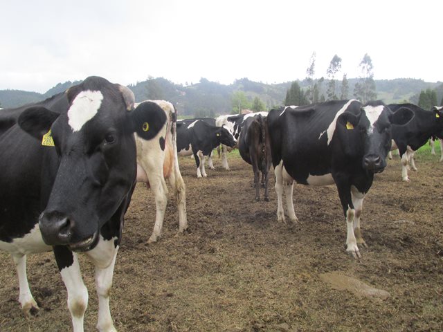 El ICA y ganaderos de Pisba, en Boyacá,  trabajan para mejorar la producción en las fincas 