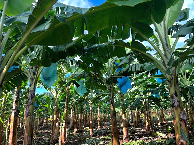 Predios exportadores de plátanos en el Chocó son supervisados por el ICA