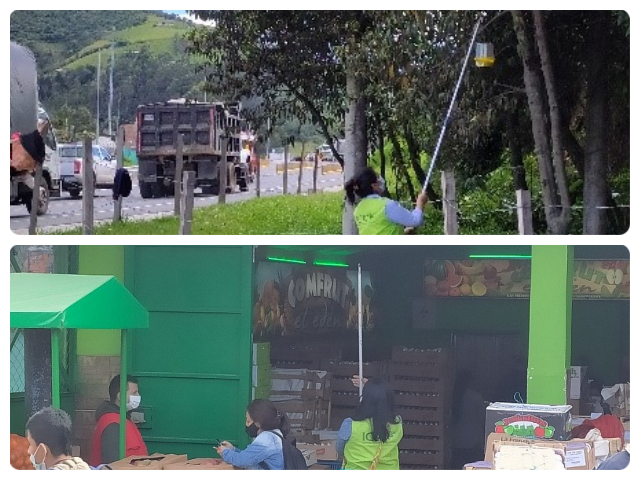 El ICA le pone el ojo a las moscas de la fruta en Nariño.