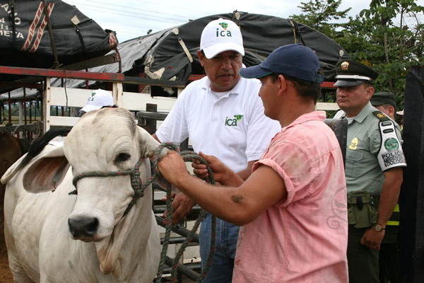 Ica pide a ganaderos de Norte de Santander no comprar animales de contrabando