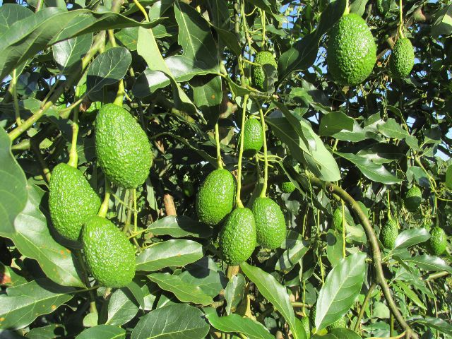 Predios productores de aguacate Hass 