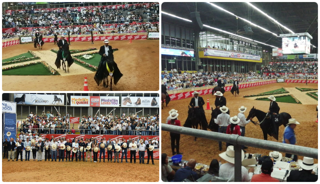 Con buena salud y buen trote, llegaron 450 équidos a la feria Expointernacional en Medellín 