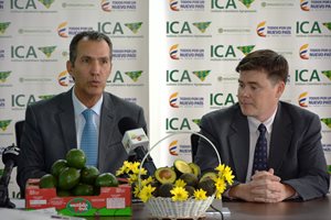 Aguacate-Hass-3.JPG