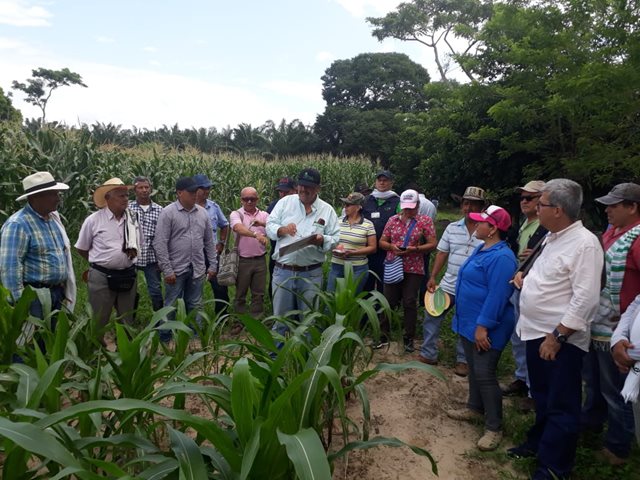 El ICA realizó taller con productores de Santander, sobre el manejo de cultivos de maíz genéticamente modificado