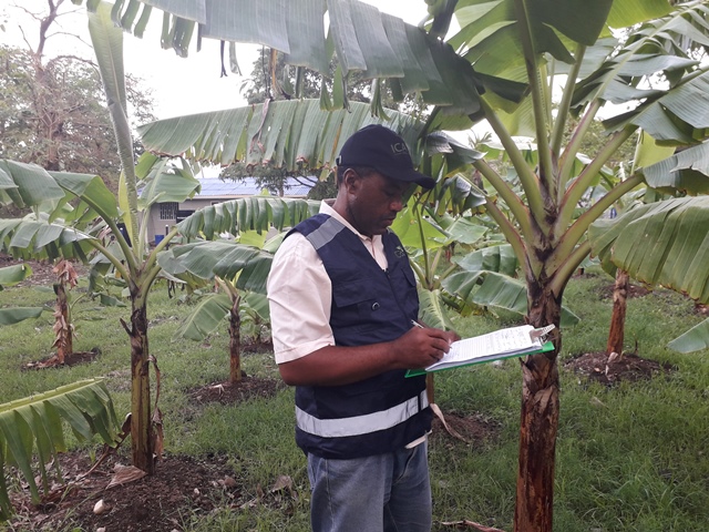El ICA trabaja para proteger la sanidad de los cultivos de plátano y banano en el departamento insular