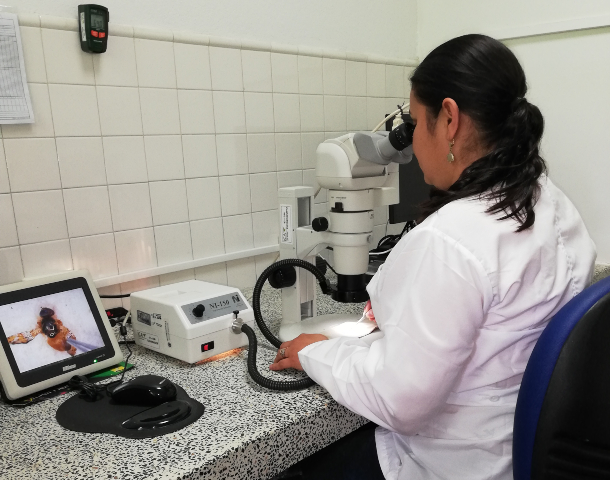 En el 2019, el Laboratorio de Diagnóstico Fitosanitario de Nariño ha analizado más de 5 mil muestras de moscas de la fruta