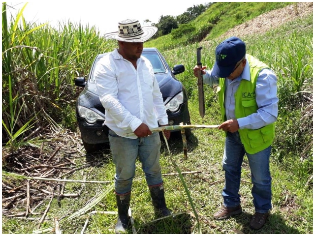 Funcionarios ICA en cultivos de caña.