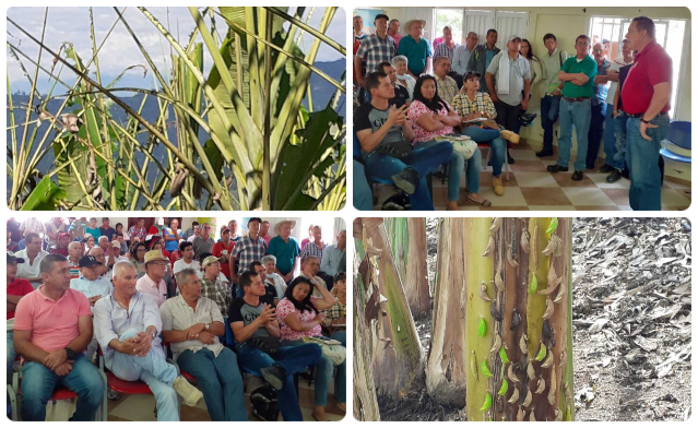 El ICA y productores de Risaralda trabajan para cuidar los cultivos de plátano y banano