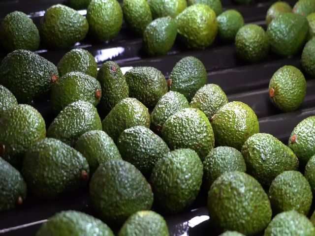 El ICA y Corpohass articulados para fortalecer las exportaciones de Aguacate Hass colombiano