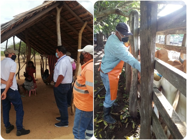 ICA realiza seguimiento a vacunación contra fiebre aftosa en La Guajira