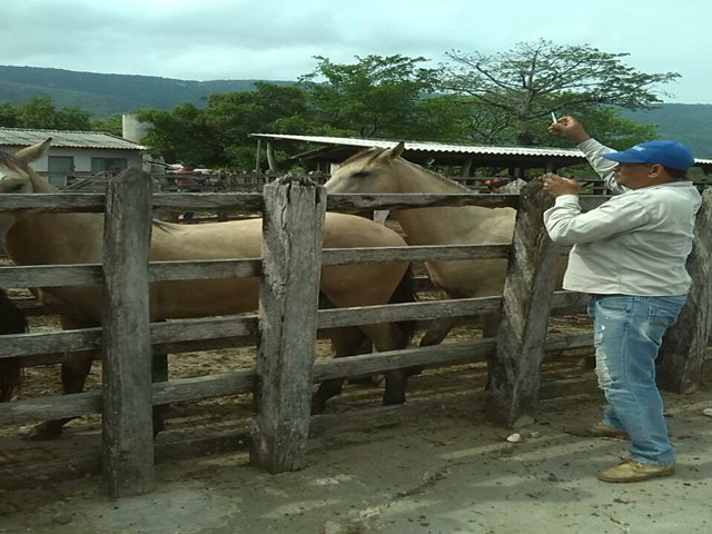 Urumita, La Jagua del Pilar y Villanueva en La Guajira, vacunaron contra la encefalitis equina