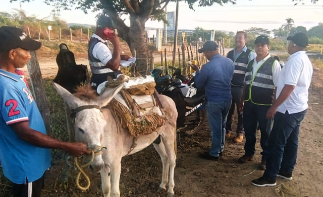 En los 23 municipios del Atlántico, el ICA vacunó 4.100 équidos, para prevenir la encefalitis equina venezolana