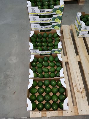 Aguacate-6.jpg