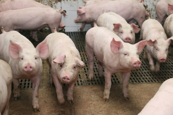 El ICA puso en consulta pública los requisitos para el certificado como granja núcleo libre del Síndrome Reproductivo Respiratorio Porcino